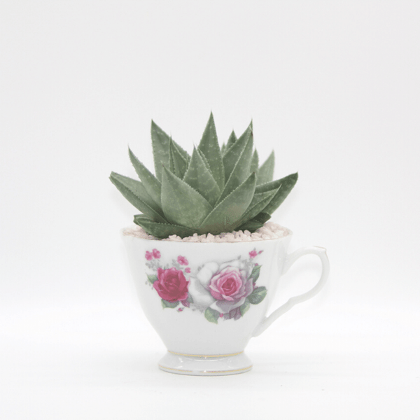 Tea Cup Succulent Planter