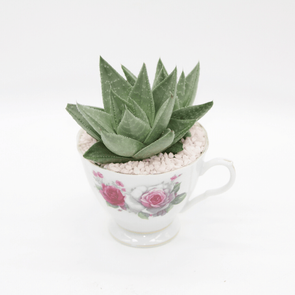 Tea Cup Succulent Planter