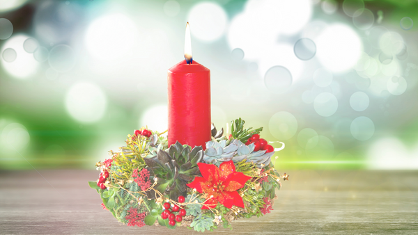 Living Succulent Wreath DIY KIT