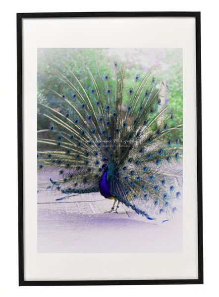 PEACOCK BIRD PRINT 24
