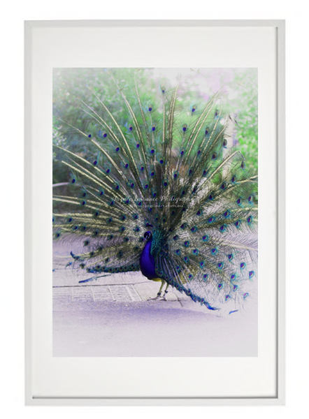 PEACOCK BIRD PRINT 24