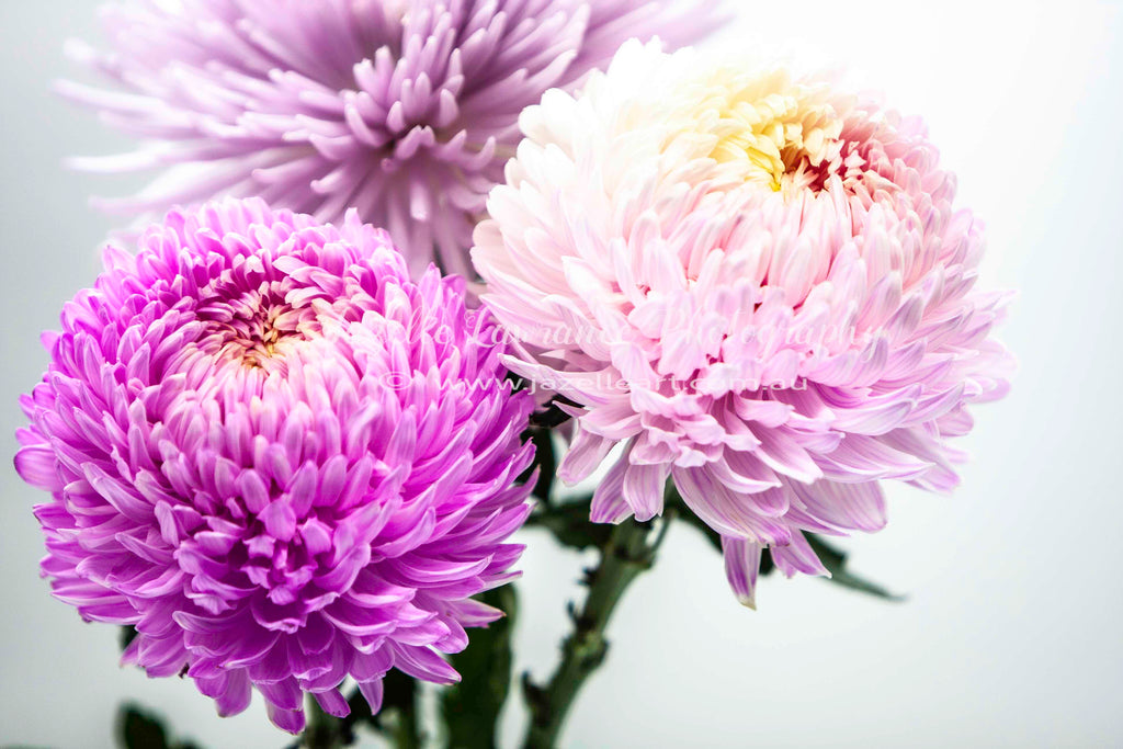 FLOWER PRINT