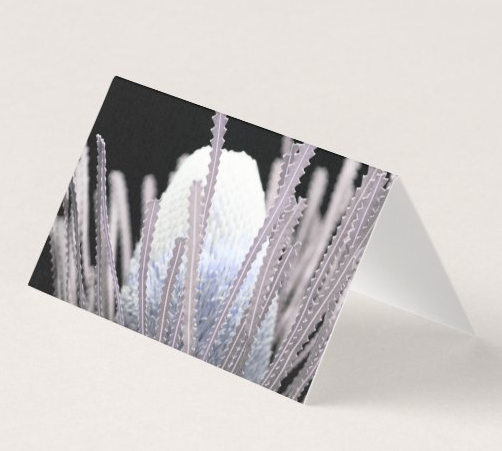 Cards - Banksia