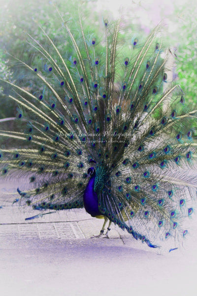 PEACOCK BIRD PRINT 24