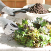 Living Succulent Wreath Workshop Sunday 22/10/2023