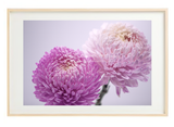 FLOWER PRINT 6