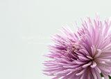 FLOWER PRINT 16
