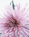 FLOWER PRINT 15