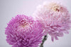 FLOWER PRINT 6