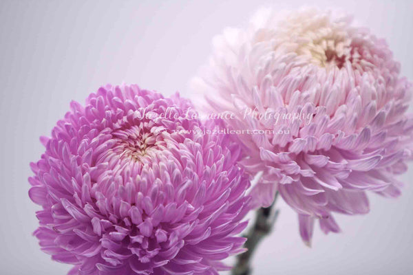 FLOWER PRINT 6