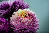 FLOWER PRINT 8
