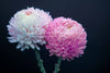 FLOWER PRINT 3