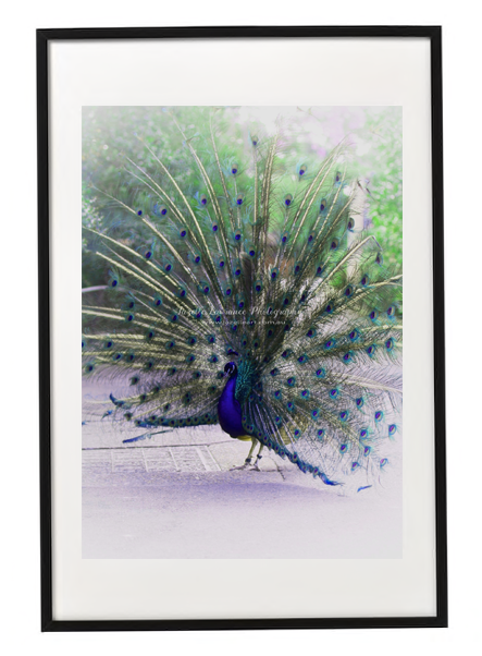 PEACOCK BIRD PRINT 24