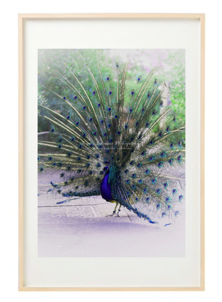 PEACOCK BIRD PRINT 24