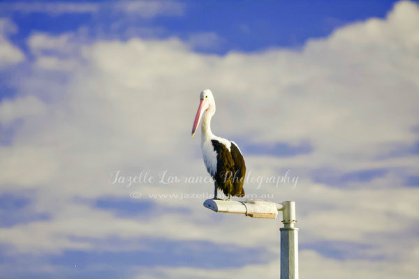 PELICAN BIRD PRINT 25