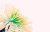 FLOWER PRINT 22