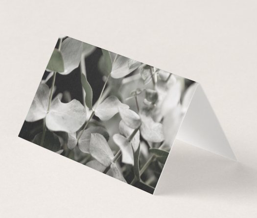 Cards - Eucalyptus Silver Dollar