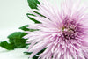 FLOWER PRINT 11