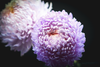 FLOWER PRINT 9